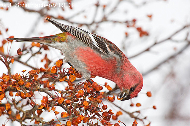 Pine Grosbeak s36-36-048.jpg